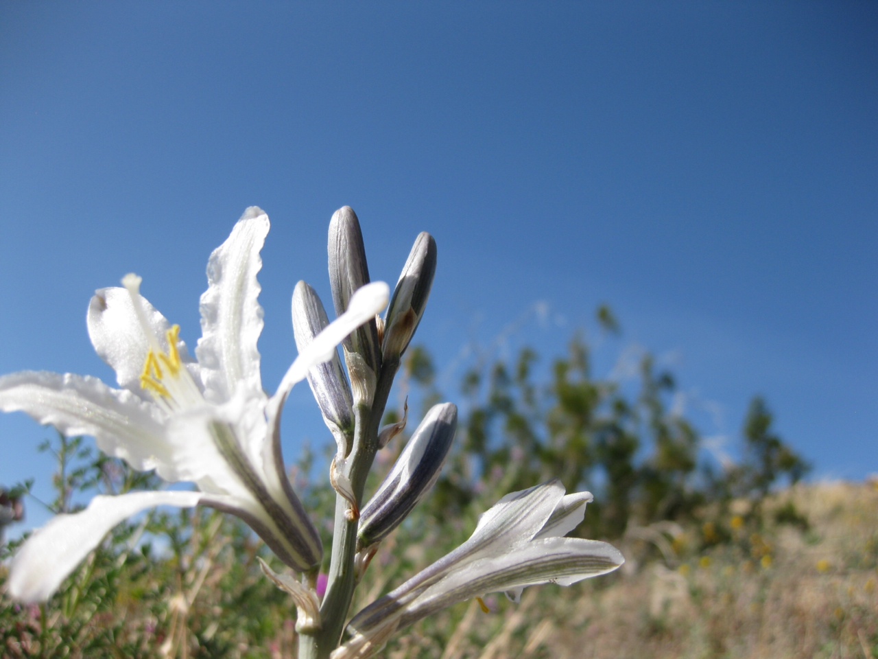 wildflower